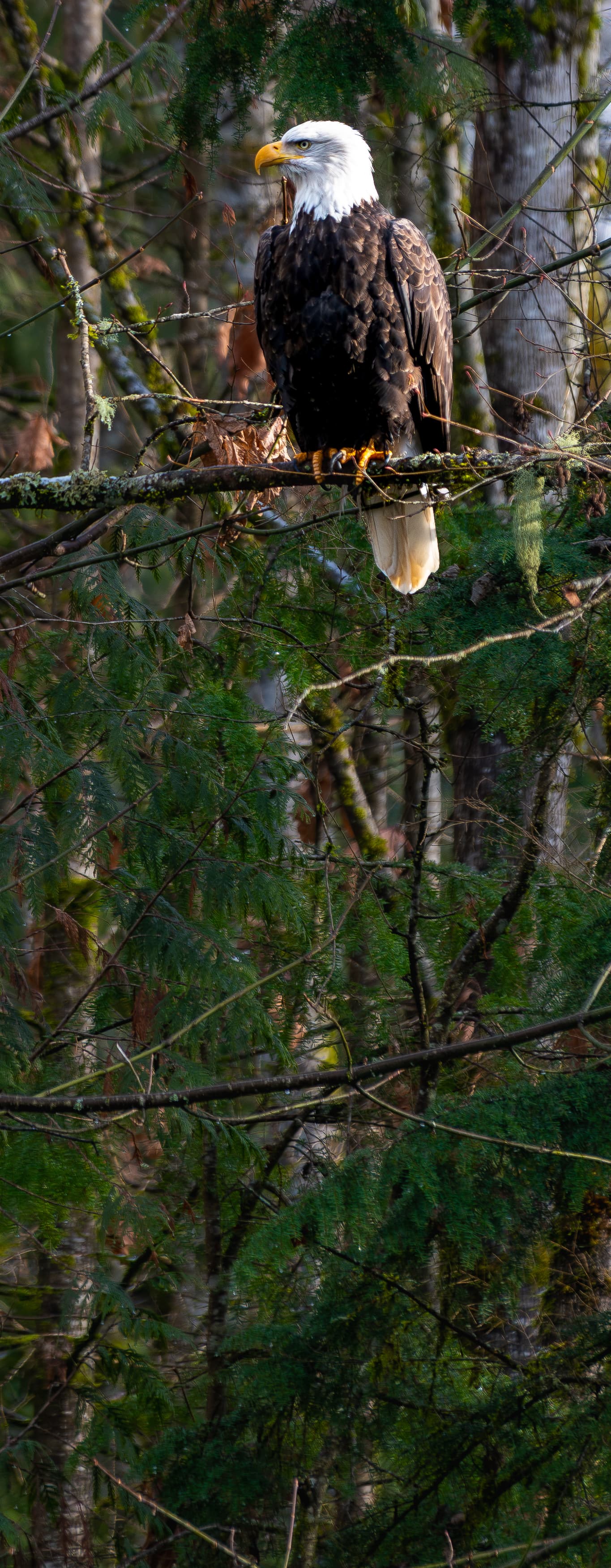 Bald eagle perched on a mossy branch along the Skagit River